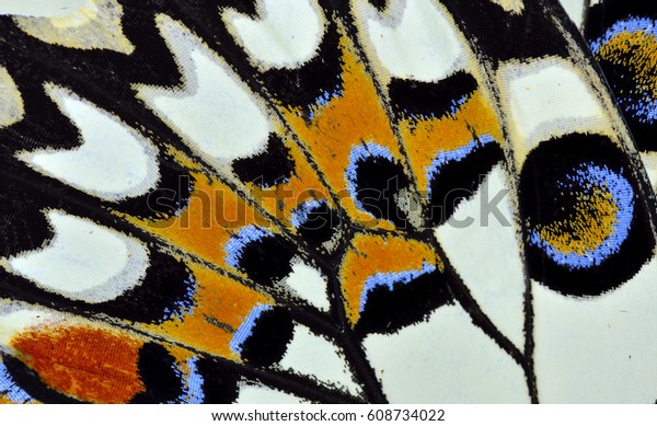 Multiple colors texture of Lime or Lemon butterfly wing surface, beautiful pattern. Butterfly mural. 
