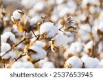 Multiple cotton balls on branches in cotton field in Arizona