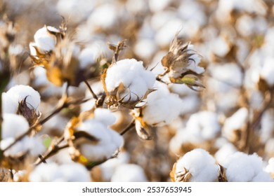 Multiple cotton balls on branches in cotton field in Arizona