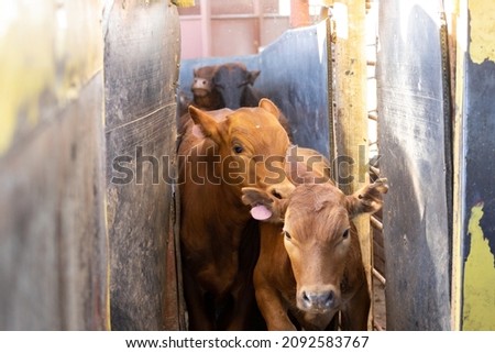 Multiple cows entering a truck via the loading chute