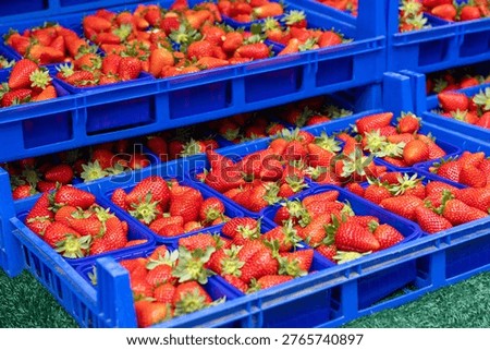 Multiple crates filled with strawberries stacked in a market setting. Represents abundance, freshness, and agricultural production.