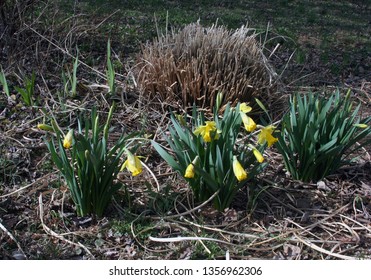 multiple daffodil blooms and buds with green leaves and cut ornamental grass in the background