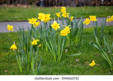 multiple daffodil or narcissus in a grass field in the park in Tilburg. bright yellow flowers in a garden
