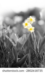 multiple daffodils in black and white 