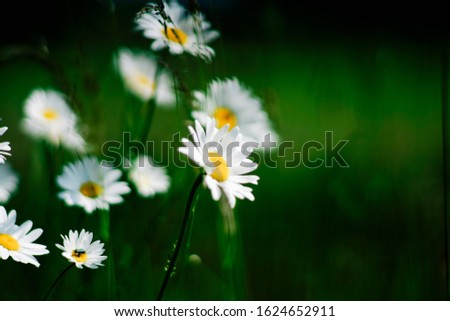 Similar – Image, Stock Photo camomile bush Fragrance