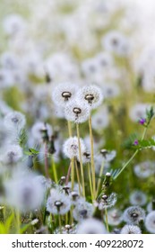 Multiple dandelions on the meadow