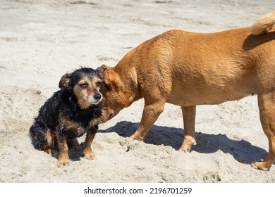 Multiple Dogs Playing In The Water Swimming At Dog Beach