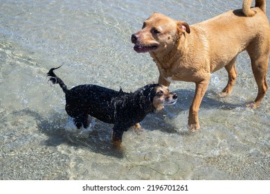 Multiple Dogs Playing In The Water Swimming At Dog Beach