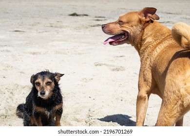 Multiple Dogs Playing In The Water Swimming At Dog Beach