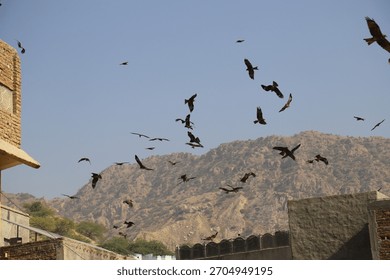 Multiple dramatic wide shots showing a large flock of kite birds, circling over an old, weathered rooftop.
