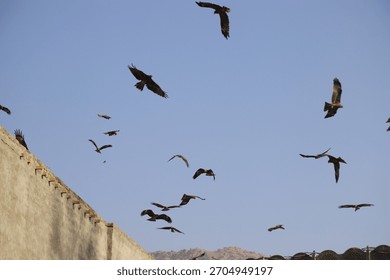 Multiple dramatic wide shots showing a large flock of kite birds, circling over an old, weathered rooftop.