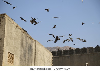 Multiple dramatic wide shots showing a large flock of kite birds, circling over an old, weathered rooftop.