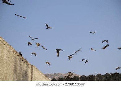 Multiple dramatic wide shots showing a large flock of kite birds, circling over an old, weathered rooftop.