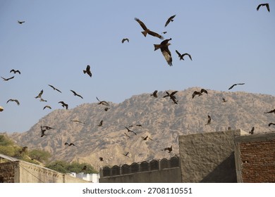 Multiple dramatic wide shots showing a large flock of kite birds, circling over an old, weathered rooftop.