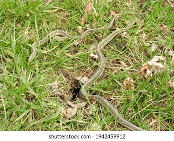 Multiple Eastern Garter Snakes Outside