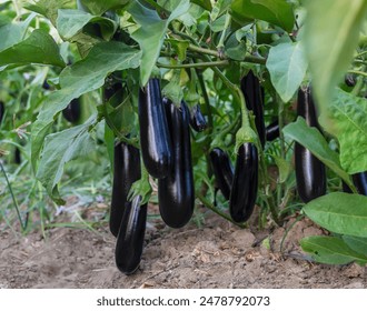 Multiple eggplants hanging from the branches of a plant in a garden. The eggplants are mature and ready for harvest, with vibrant green foliage in the background.