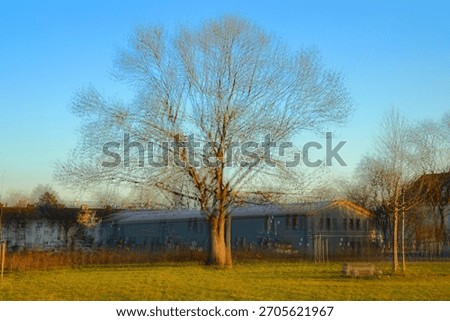 Multiple exposure, Abstract, Bare tree, Surreal, Cyan, Winter, Suburban house, Artistic, Double exposure, Ethereal, Nature, Architecture, Dreamlike, Moody, Branch, Light, Overlay, Minimalist, Pale ora