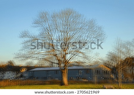 Multiple exposure, Abstract, Bare tree, Surreal, Cyan, Winter, Suburban house, Artistic, Double exposure, Ethereal, Nature, Architecture, Dreamlike, Moody, Branch, Light, Overlay, Minimalist, Pale ora