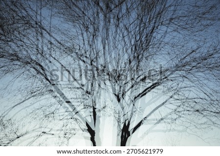 Multiple exposure, Abstract, Bare tree, Surreal, Cyan, Winter, Suburban house, Artistic, Double exposure, Ethereal, Nature, Architecture, Dreamlike, Moody, Branch, Light, Overlay, Minimalist, Pale ora
