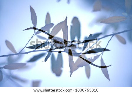 A multiple exposure of willow branches and leaves. 