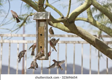 Bird Feeder Images Stock Photos Vectors Shutterstock