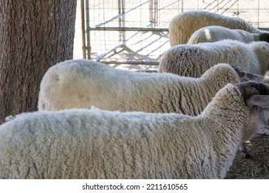 Multiple Fluffy Sheep On A Farm