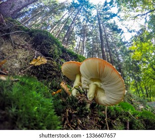 Multiple Fly Agaric Mushrooms From Low Perspective Looking Up