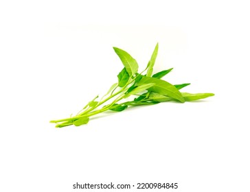 Multiple Fresh Cut Water Spinach Or Kangkung Plant With Tender Shoots Isolated On White Background. Homegrown Ipomoea Aquatic, Tropical Asian Vegetable