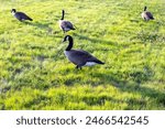 Multiple geese walking around the green grass on a sunny day located at The Quarry at Grant Park in Winston Salem, North Carolina