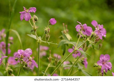 Multiple Geraniums At Different Stages Of Bloom In Summer in Grand Teton National Park
