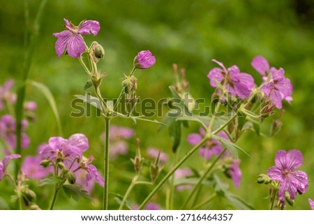 Multiple Geraniums At Different Stages Of Bloom In Summer in Grand Teton National Park