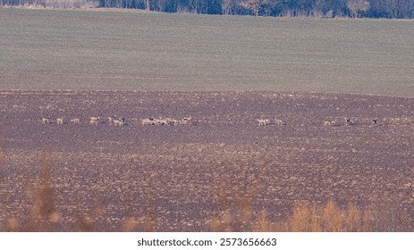 Multiple group of roe deer resting and foraging in winter in a field without snow cover in January.