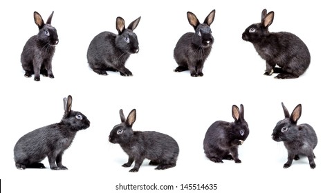 Multiple Image Of Black Rabbits Isolated On White.