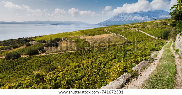 A multiple image
panorama looking across the pretty vineyards of Donja Banda and
down the Peljesac Channel which divides the Peljesac peninsula with
Korcula Island.