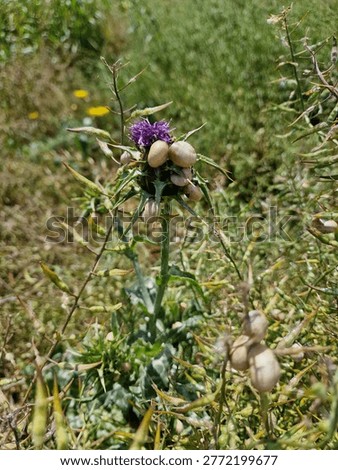 Multiple land snails resting on a prickly thistle plant know as Syrian Thistle (Notobasis syriaca)