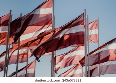 multiple latvian flags waving in wind
