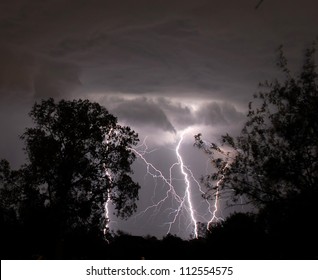 Multiple Lightning Strikes between Trees
