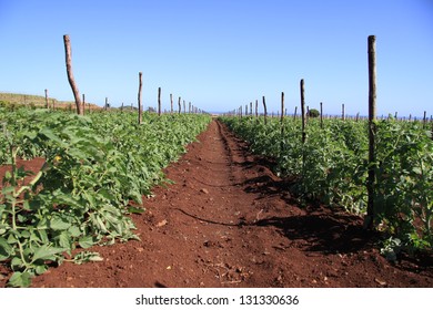 Multiple Long Rows Of Tomato Plants Growing On A Farm With Blue Sky In The Background.