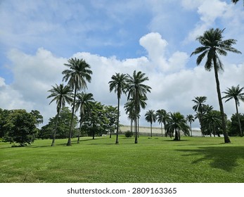 Multiple low angle view of tall tropical palm trees standing on a vibrant green lawn against a bright blue cloudy sky