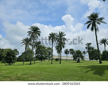 Multiple low angle view of tall tropical palm trees standing on a vibrant green lawn against a bright blue cloudy sky
