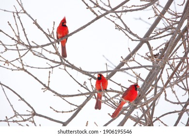 Multiple Male Cardinals in a tree