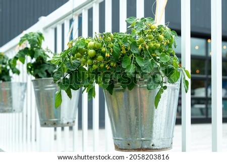 Multiple metal buckets are used as vegetable planters hanging on a white railing. The pots contain small lush green tomatoes on a tomato plant vine. The plant has yellow flowers and small vegetables.