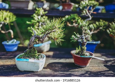 Multiple mini bonsai pine placed on the shelf