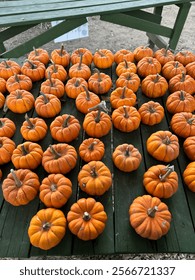Multiple mini orange pumpkins for fall