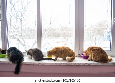 Multiple Multicolored Cats Eating Food At The Window In Winter