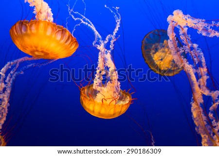 Multiple orange jelly fish floating on blue sea background
