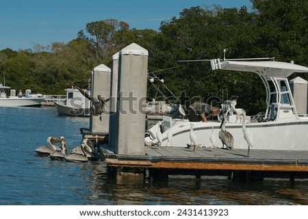 Multiple Pelicans at the back of a fishing boat waiting for bait in the Blue Bay water at Maximo Park Marina in St. Petersburg, Florida on a sunny day. Other boats, Green trees and docks in the back.
