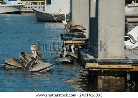 Multiple Pelicans at the back of a fishing boat waiting for bait in the Blue Bay water at Maximo Park Marina in St. Petersburg, Florida on a sunny day. Other boats and docks in the back.