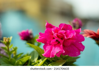 Multiple Petal Pink Petunia _ Rare Collection