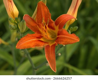 Multiple phases of orange day lily bloom in close-up